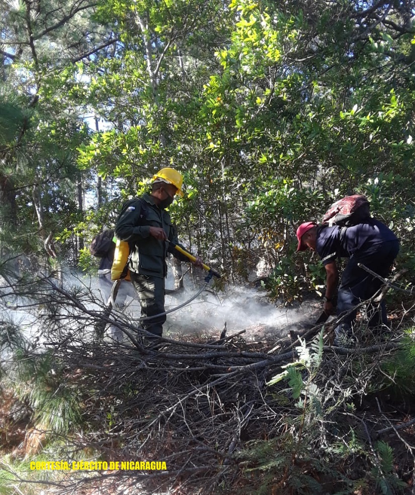 FORESTAL
